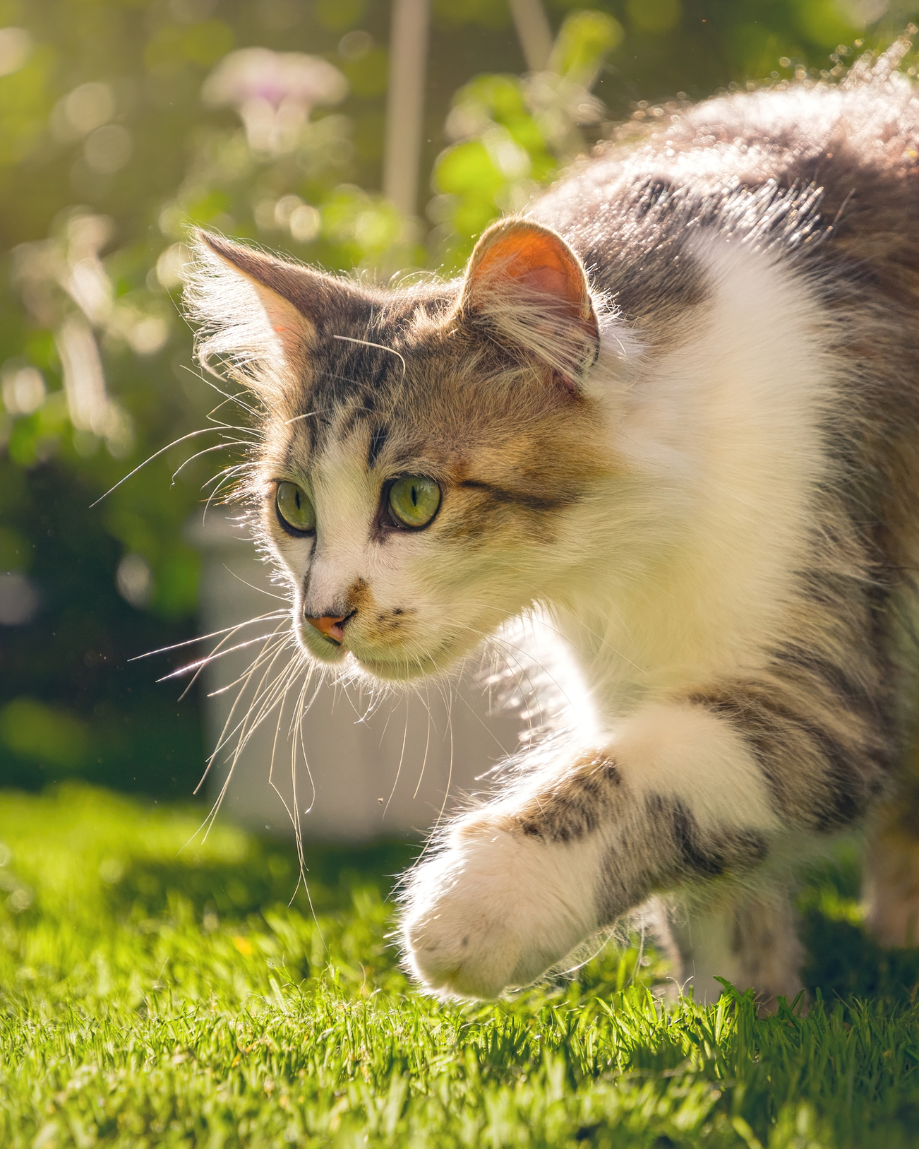 Gray and white cat with green eyes walking cautiously on green grass with sunlight highlighting its fur.