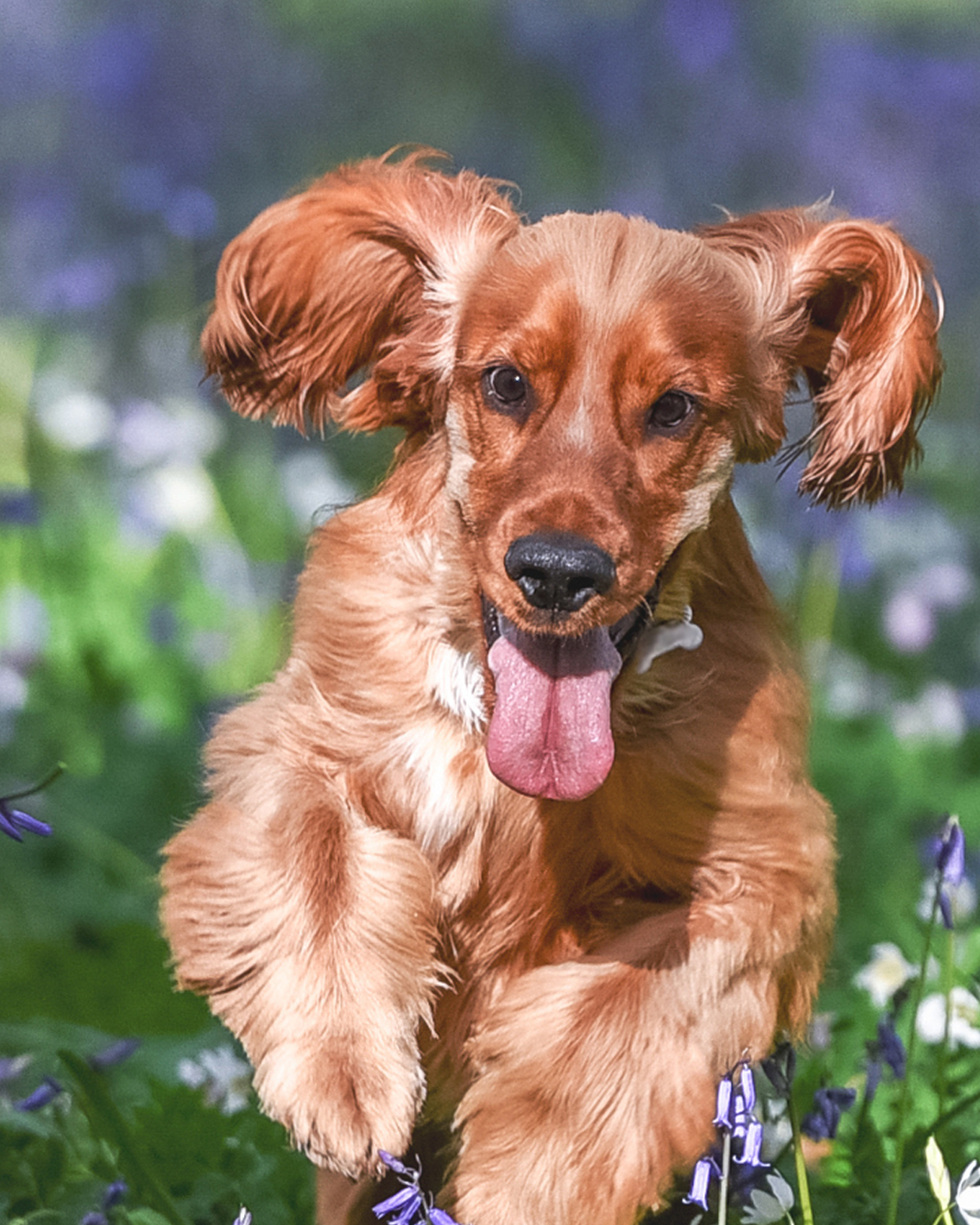 Cockier spaniel dog running through a flower field with its tongue out.