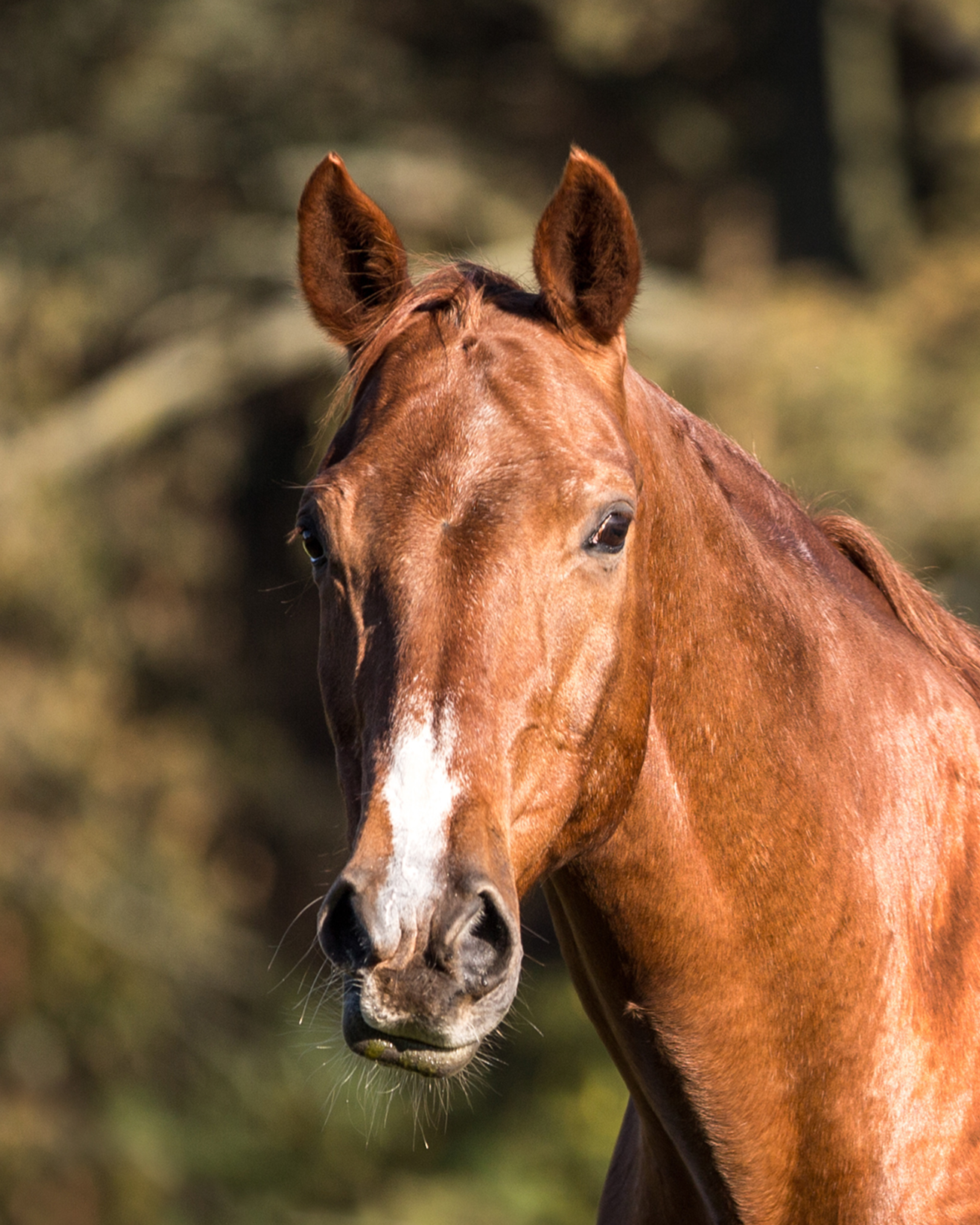 Brown horse with black equine walking on green grass with trees in the background.