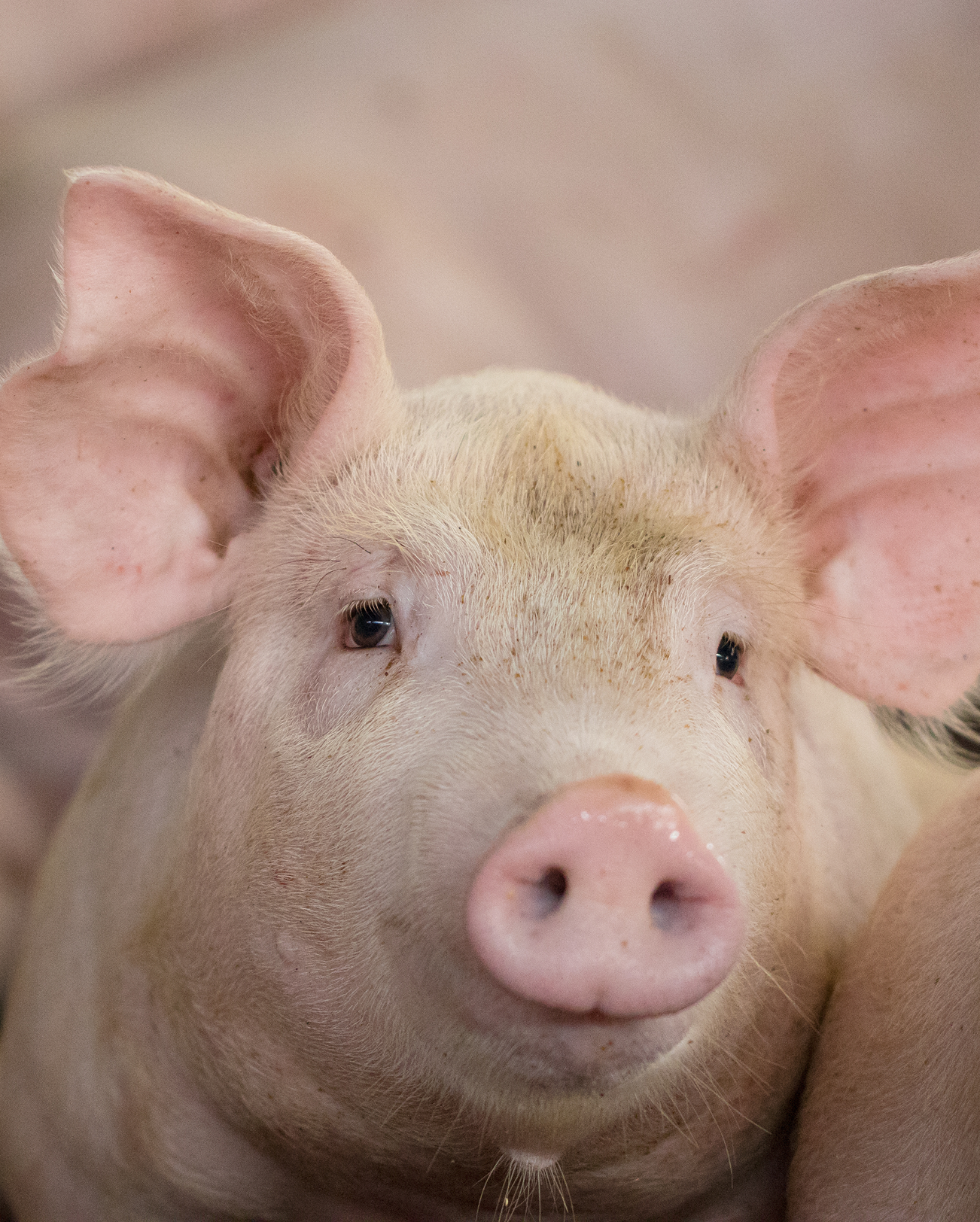 Biodose pig