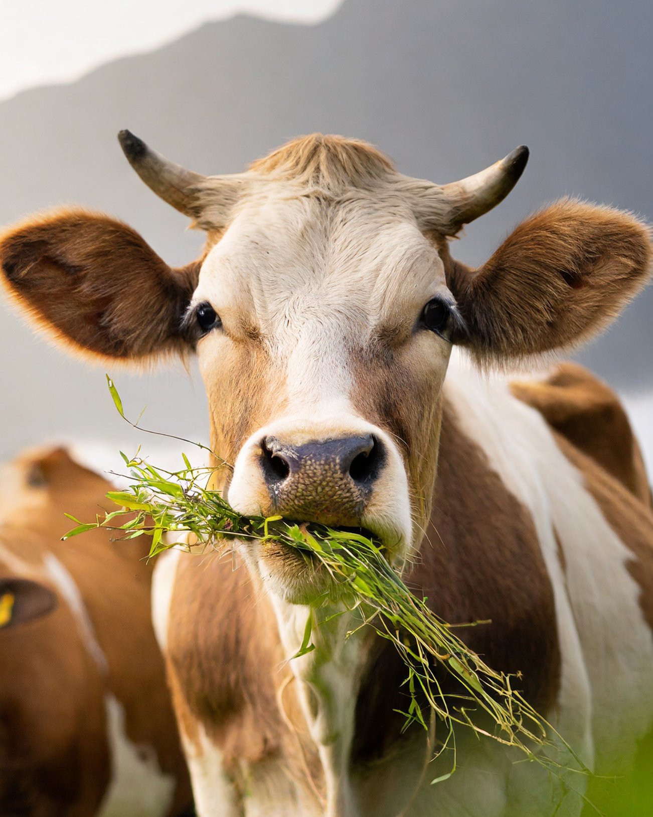 Close-up of a brown and white cow eating fresh green grass.