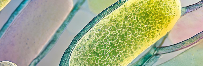 Photo of a microscope showing the micro elements of the plant world